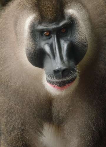 13 Male drill (c) Ivo Nörenberg